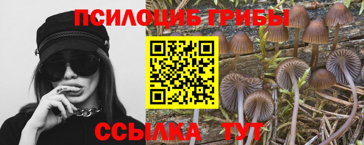 Псилоцибиновые грибы Psilocybe Туапсе
